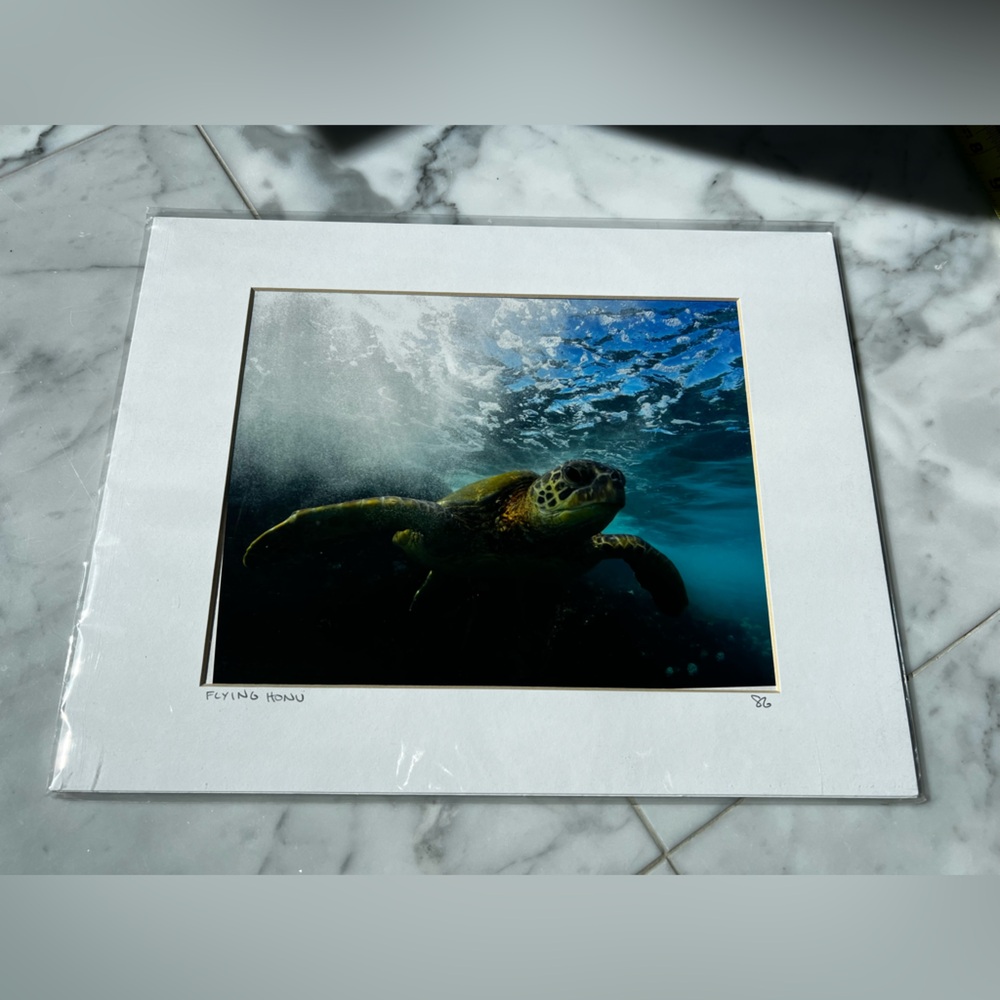 NIP Sean Gravem Flying Honu Sea Turtle Photograph Framed